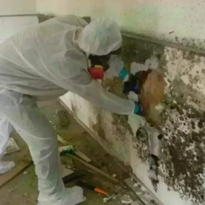 Mold Remediation and Removal in Falfurrias, TX